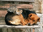 >Сегодня - Всемирный день в защиту бездомных животных 