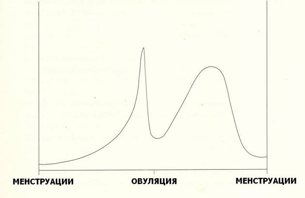 Кривая уровня эстрогена в течение месячного цикла