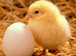 Яйца - как их получают
