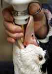 VITA Begins Campaign Against Foie-Gras