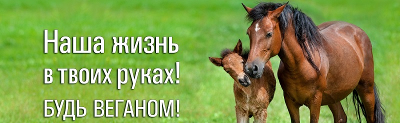 
Веганская соцреклама «Животные – не еда!» ко Дню Вегана в России